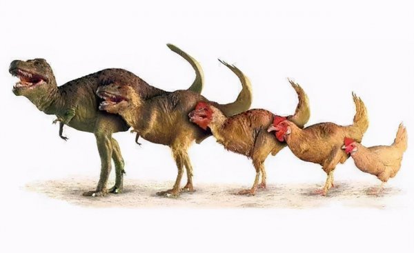 鸡是恐龙的后代吗