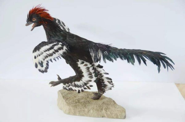 鸡是恐龙的后代吗