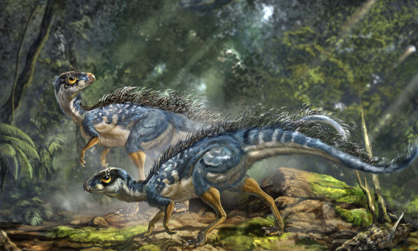 鸡是恐龙的后代吗