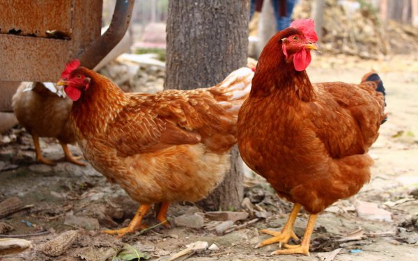 鸡是恐龙的后代吗