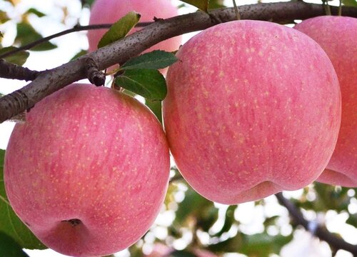 如何挑选苹果又甜又脆又好吃