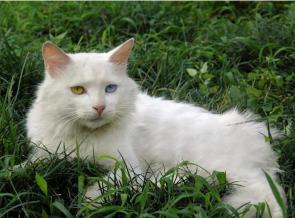 哪种猫比较温顺好养