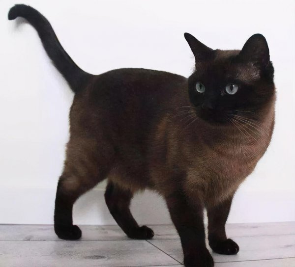 哪种猫比较温顺好养