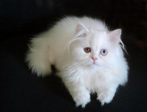 哪种猫比较温顺好养