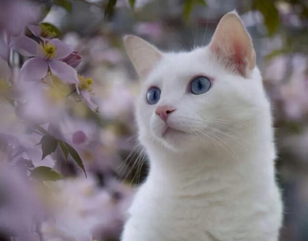 哪种猫比较温顺好养