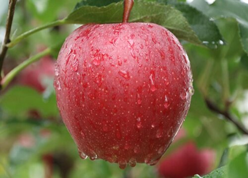 进口苹果有哪些品种