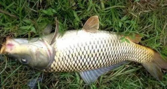 春末夏初钓鱼钓深还是浅