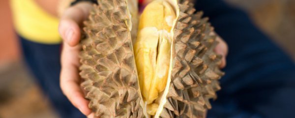 没开口的榴莲要放几天才能熟