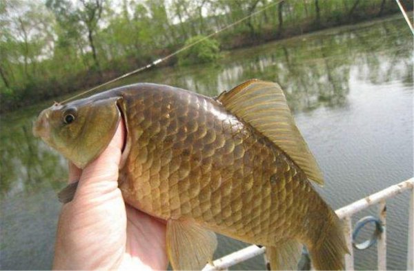 鲫鱼喜欢吃什么食物