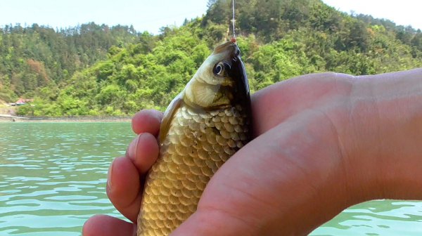 鲫鱼喜欢吃什么食物