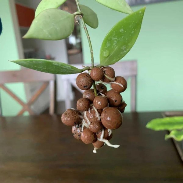 陶粒养花有什么作用和功效