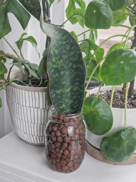 陶粒养花有什么作用和功效