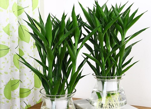 办公室植物有哪些品种