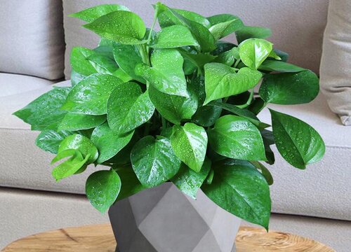 办公室植物有哪些品种