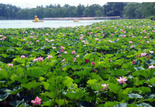 玉渊潭公园在哪里