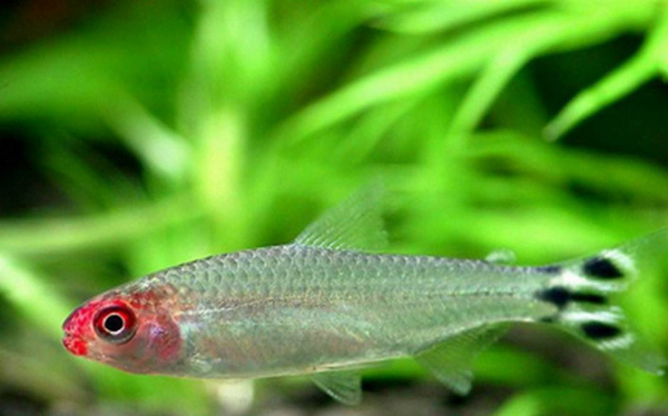 家养热带鱼什么鱼最好养