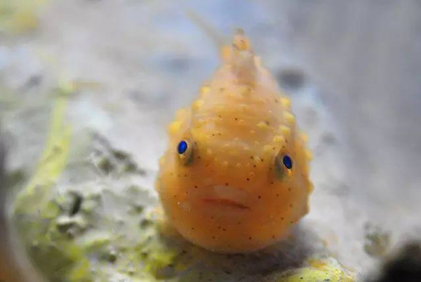 家养热带鱼什么鱼最好养