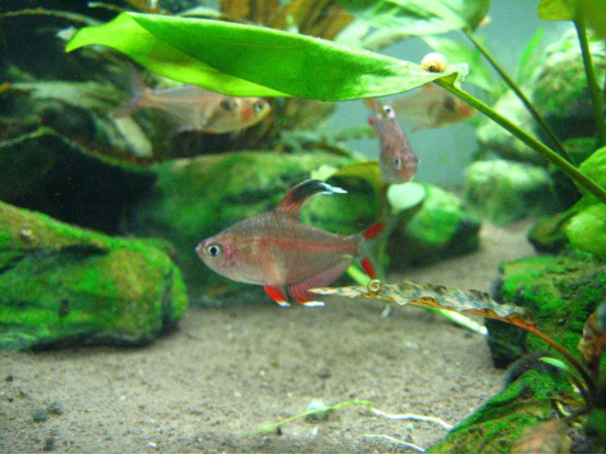 家养热带鱼什么鱼最好养