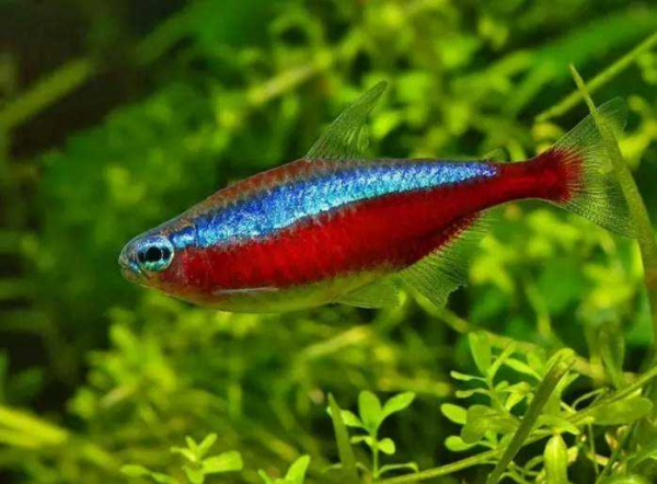 家养热带鱼什么鱼最好养