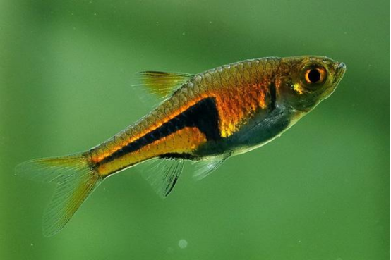 家养热带鱼什么鱼最好养