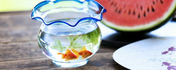 属牛家里摆放什么物件聚财