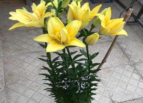 百合花适合放办公室吗