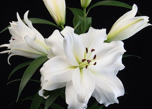 百合花适合放办公室吗