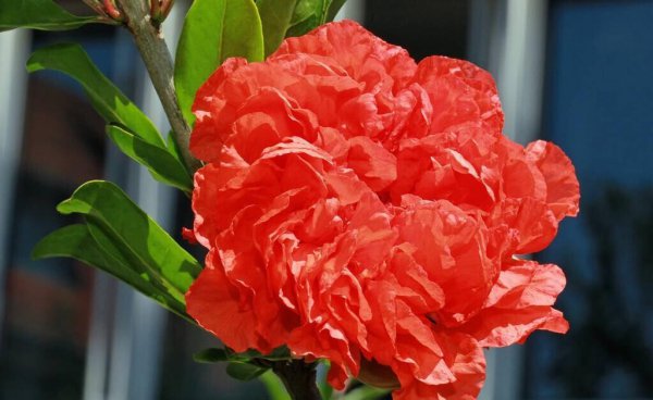 西班牙国花是什么