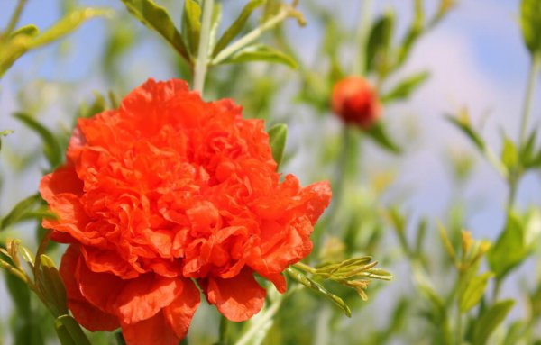 西班牙国花是什么