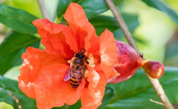西班牙国花是什么