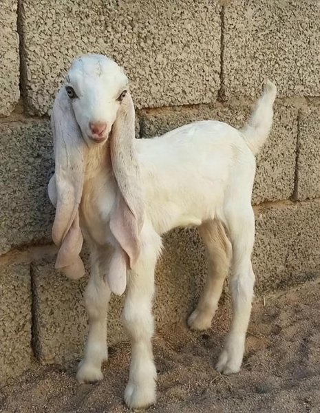 世界上最贵的羊是什么品种