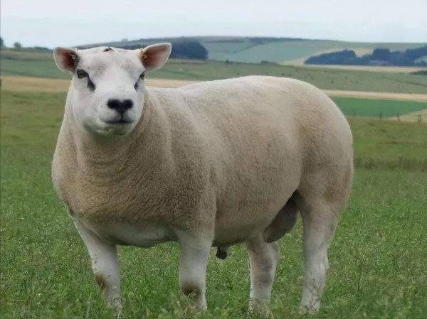 世界上最贵的羊是什么品种