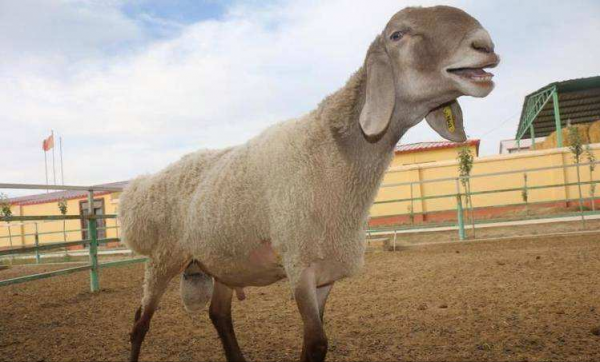 世界上最贵的羊是什么品种