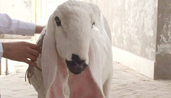 世界上最贵的羊是什么品种