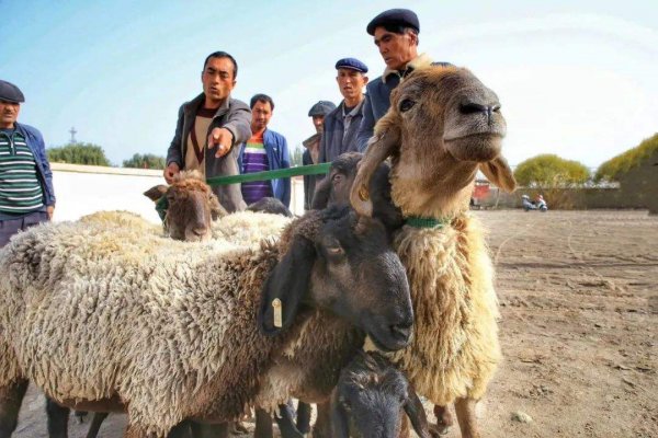 世界上最贵的羊是什么品种