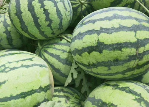 南方种什么西瓜品种最好吃