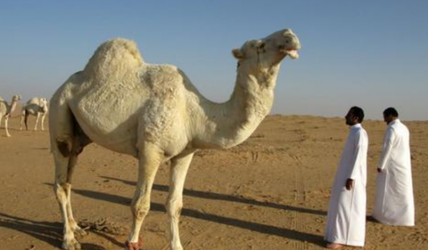 沙特石油还能开采几年