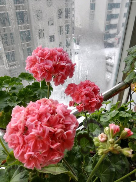 天竺葵哪个品种最勤花