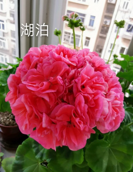 天竺葵哪个品种最勤花