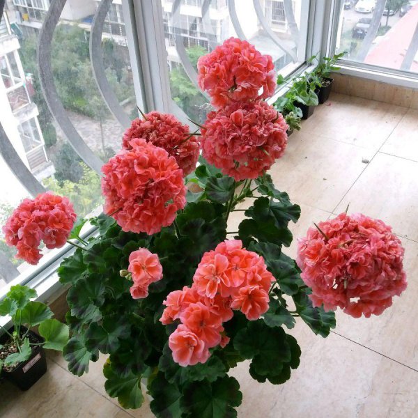 天竺葵哪个品种最勤花