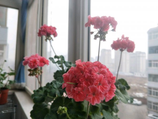 天竺葵哪个品种最勤花