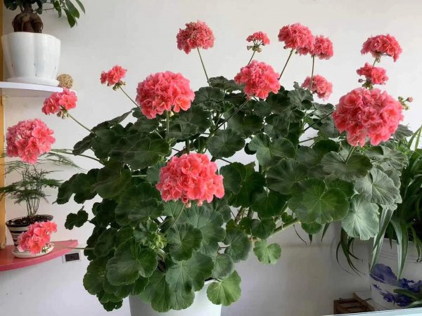 天竺葵哪个品种最勤花