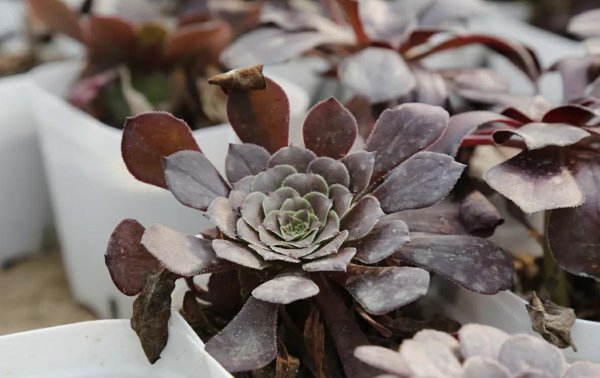 多肉叶子一碰就掉什么原因造成的