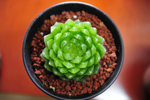 多肉叶子一碰就掉什么原因造成的