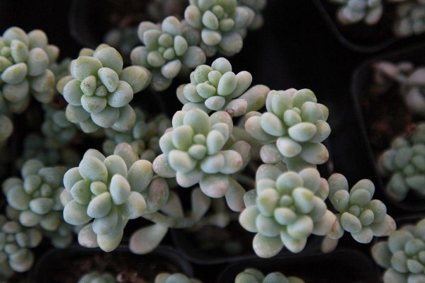 多肉叶子一碰就掉什么原因造成的