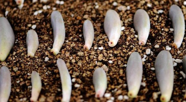 多肉叶子一碰就掉什么原因造成的