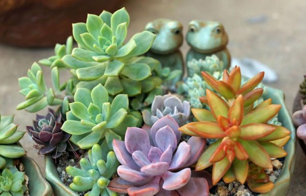 多肉叶子一碰就掉什么原因造成的