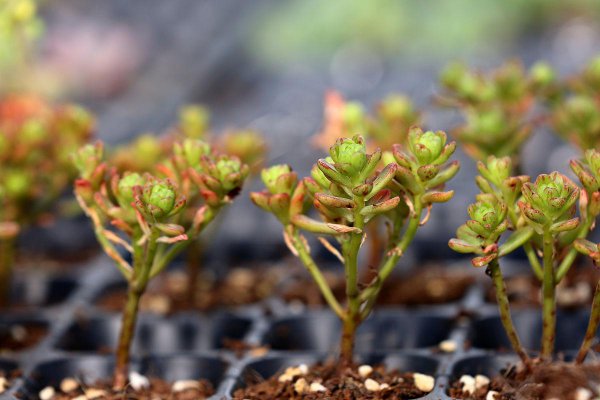 多肉叶子一碰就掉什么原因造成的