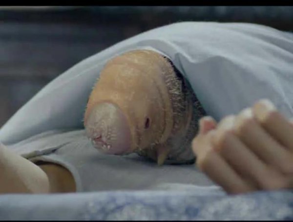 无心法师无心到底是啥