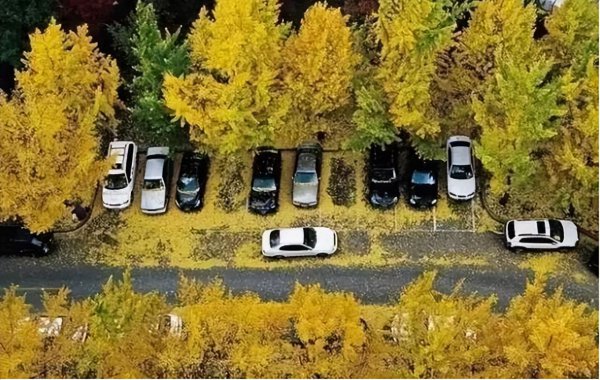 被鸟屎砸中身上暗示什么说法